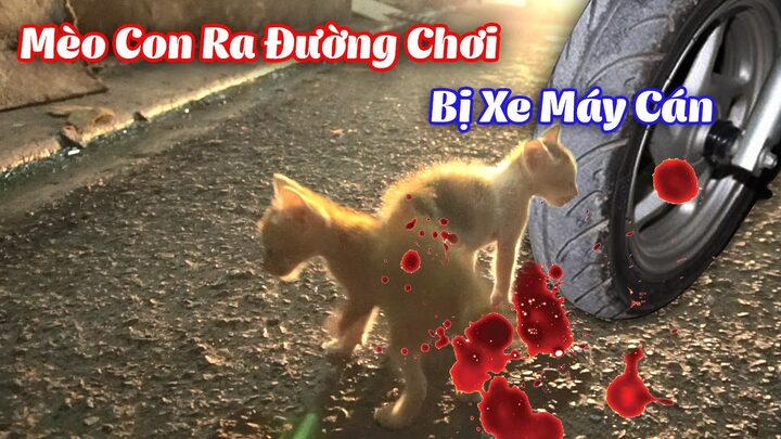 Mèo bị xe tông chết đánh số gì? Giải mã điềm báo và ý nghĩa