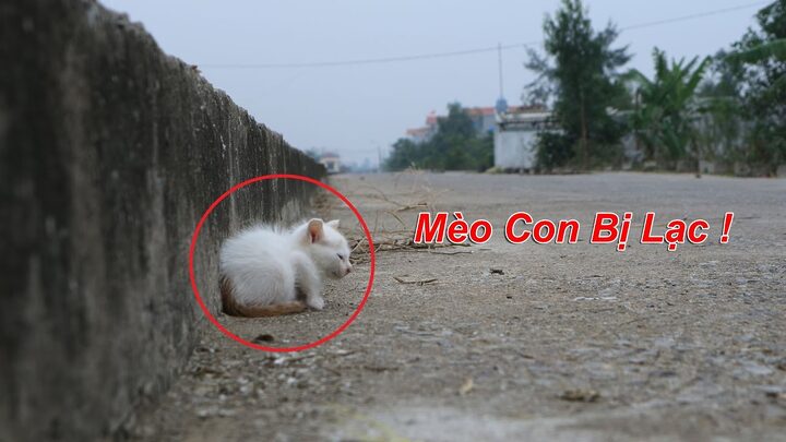 Mèo Bị Bỏ Rơi: Hiểu Về Thực Trạng Và Cách Giúp Đỡ