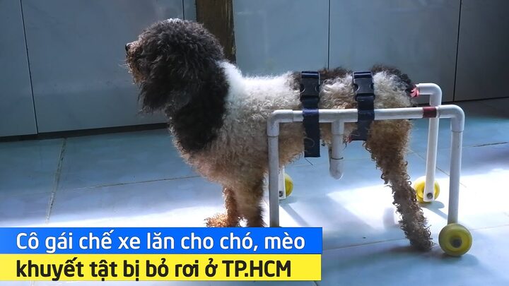 Xe lăn cho mèo bị liệt: Hỗ trợ vận động và chất lượng sống