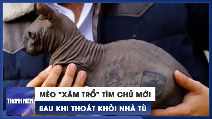 Mèo Bị Run Giật Sau Thiến: Nguyên Nhân & Cách Xử Lý