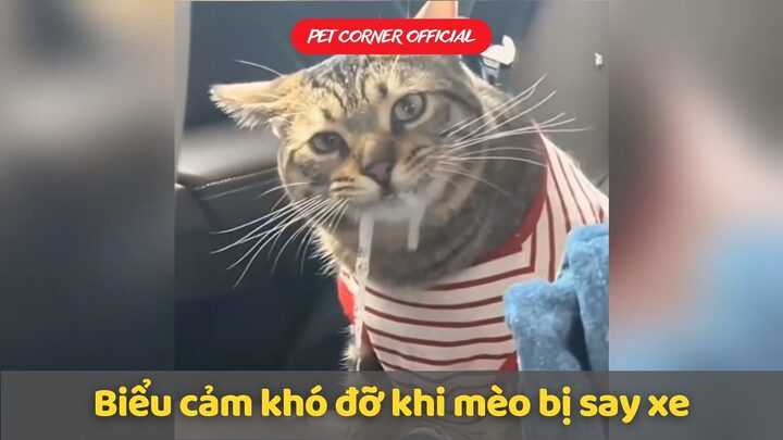 Mèo Bị Say Xe: Dấu Hiệu, Nguyên Nhân & Cách Khắc Phục