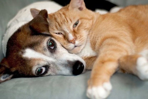 Mèo bị say nắng: Dấu hiệu, nguyên nhân và cách xử lý