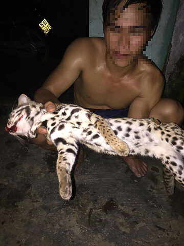 Mèo rừng ăn gì: Chế độ ăn uống đa dạng và kỹ năng săn mồi.