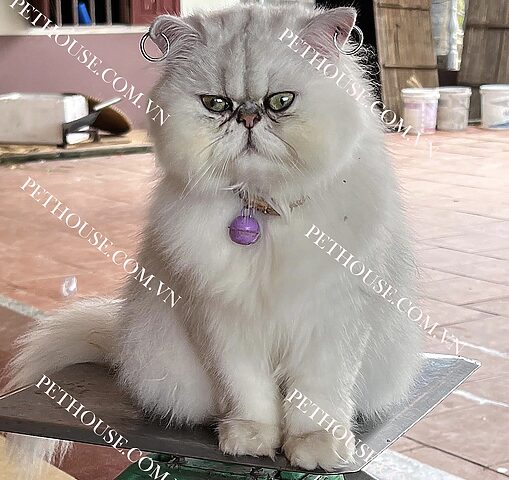 Cách Phân Biệt Mèo Ba Tư Và Mèo Anh Chính Xác Nhất