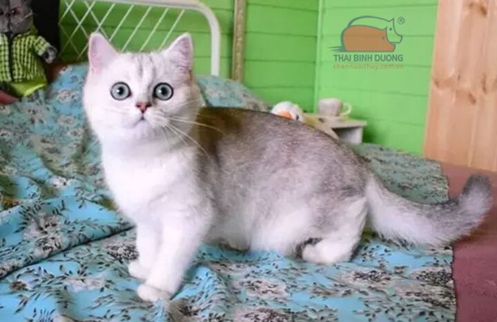Mèo Anh Lông Ngắn Silver Shaded: Đặc Điểm, Chăm Sóc Và Giá Bán Chi Tiết Nhất