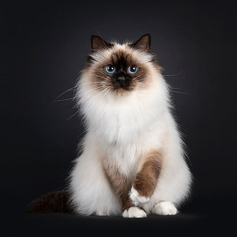 Mua mèo Ragdoll: Kinh nghiệm chọn và giá chi tiết