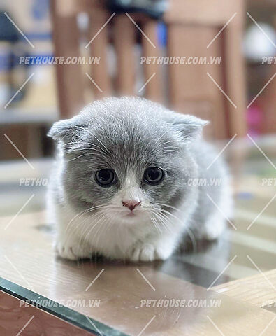Mèo Anh Lông Ngắn Cute: Vẻ Đẹp Mũm Mĩm Cùng Tính Cách Đáng Yêu