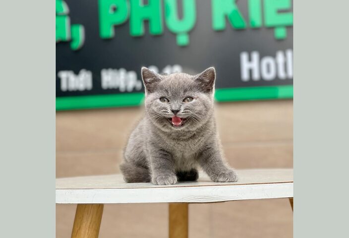 Hướng Dẫn Mua Mèo Anh Lông Ngắn Trả Góp