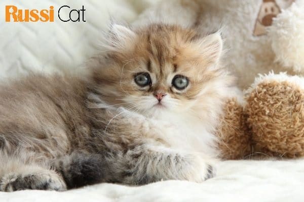 Mèo Anh lông dài 3 tháng tuổi đáng yêu với bộ lông đang phát triển