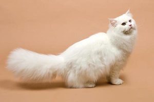 Mèo Anh Lông Dài Rụng Lông Không? Sự Thật Chi Tiết Nhất