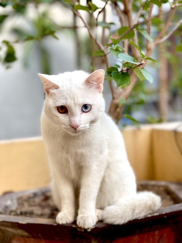 Mèo Anh lông dài lai mèo ta có kích thước lớn hơn và lông dài, dày hơn mèo ta