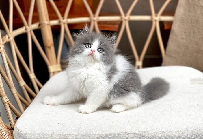 Tìm hiểu chi tiết về mèo Anh lông dài Bicolor