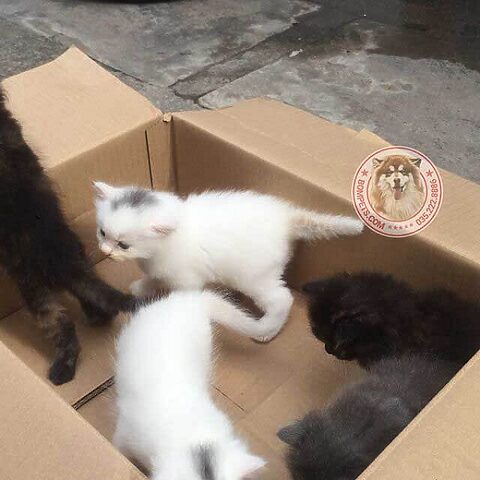 Mẹo Mua Mèo Anh Lông Dài Trên Chợ Tốt An Toàn Hiệu Quả