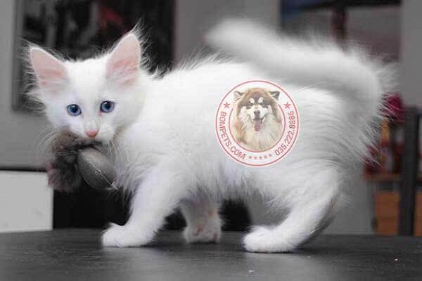 Mèo Anh Lông Dài Lai Ta: Đặc Điểm, Cách Chăm Sóc Chi Tiết