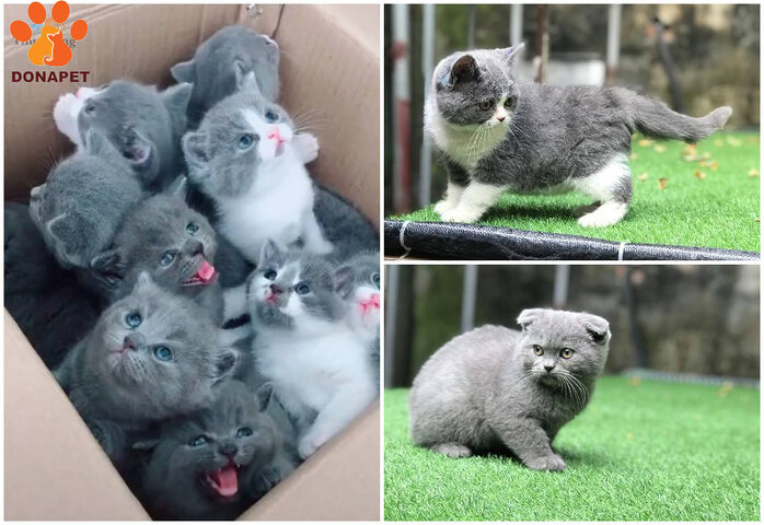 Kinh nghiệm phối giống mèo Anh lông dài