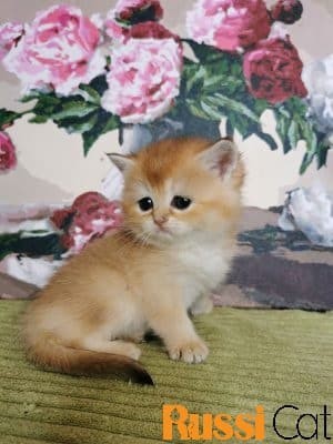 Mèo Anh lông ngắn 2 tháng tuổi nhập Nga