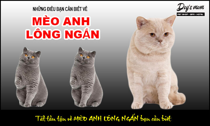 Mắt Mèo Anh Lông Ngắn: Màu Sắc Phổ Biến & Đặc Trưng