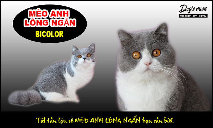 Mắt Mèo Anh Lông Ngắn: Màu Sắc Phổ Biến & Đặc Trưng