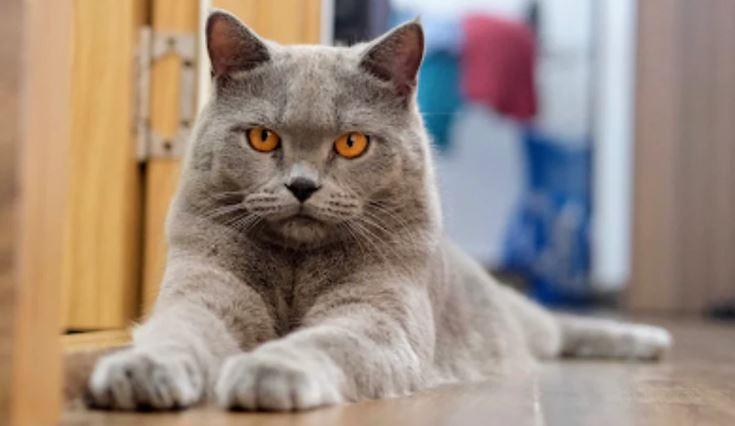 Chăm Sóc Mèo Anh Lông Ngắn 6 Tháng Tuổi Chi Tiết