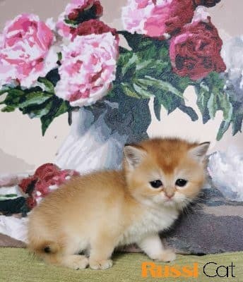 Mèo Anh lông ngắn cái 2 tháng tuổi