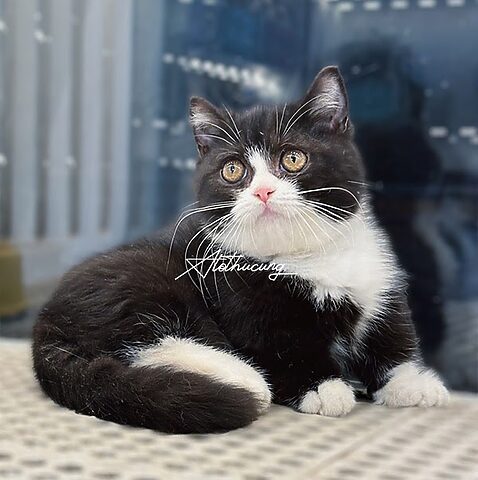Tìm hiểu về Mèo Anh Lông Ngắn Tuxedo: Đặc điểm và Cách Chăm Sóc
