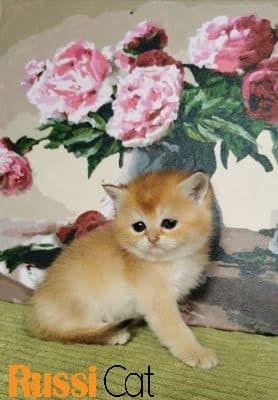 Mèo Anh lông ngắn giới tính cái 2 tháng tuổi