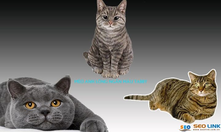 Mèo Anh lông ngắn màu tabby với hoa văn sọc và chữ M trên trán