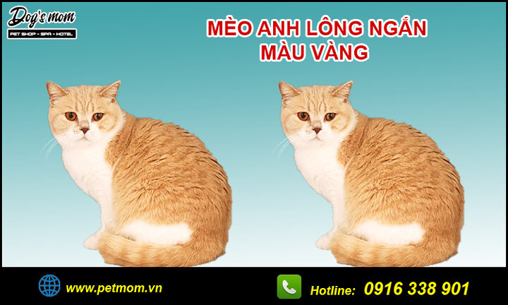 Mèo Anh Lông Ngắn Vàng Trắng: Đặc Điểm & Cách Chăm Sóc Chi Tiết