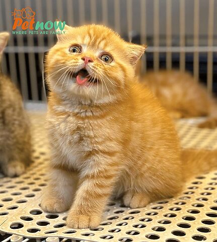 Mèo Anh Lông Ngắn Vàng: Đặc Điểm & Cách Chăm Sóc Chi Tiết