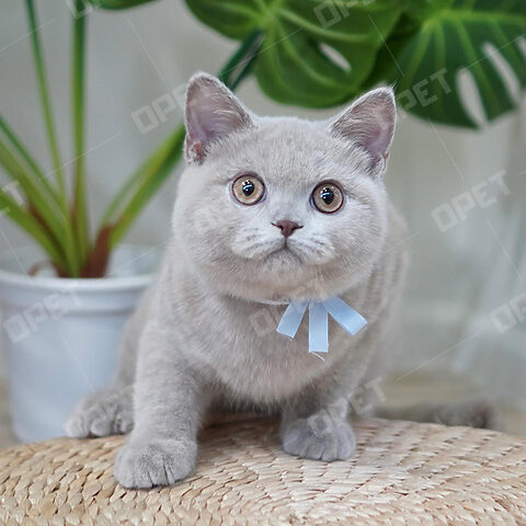 Mèo Anh Lông Ngắn Màu Lilac: Đặc Điểm & Hướng Dẫn Chăm Sóc Chi Tiết