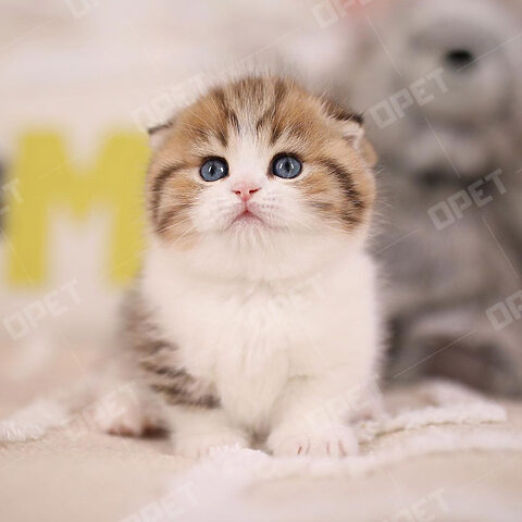 Tổng quan về mèo Anh lông ngắn màu tricolor