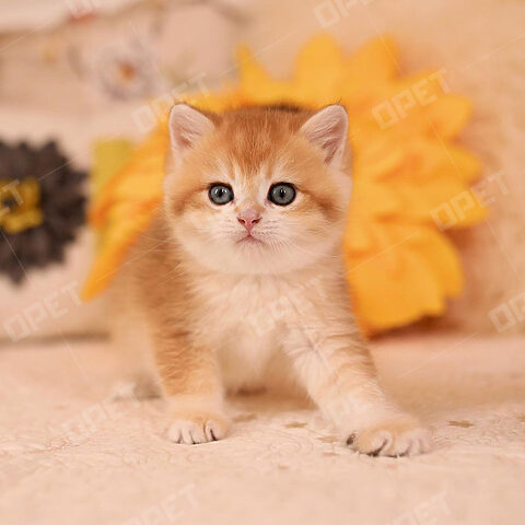 Giá Mèo Anh Lông Ngắn Màu Golden Chi Tiết Nhất