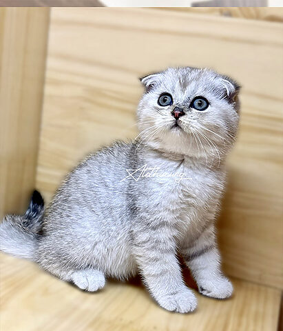 Mèo Anh Lông Ngắn Silver: Đặc Điểm và Giá Bán
