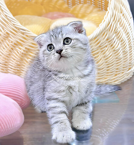 Mèo Anh Lông Ngắn Silver: Đặc Điểm và Giá Bán