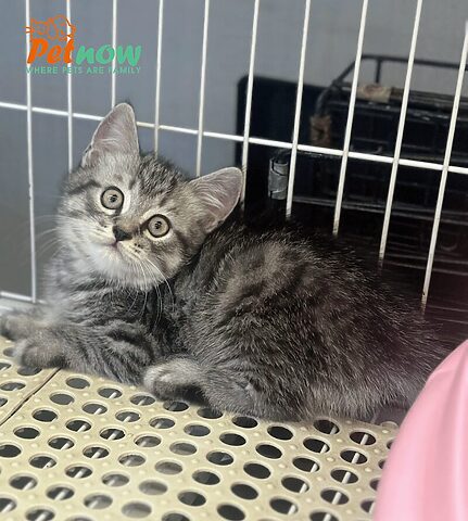 Mèo Anh Lông Ngắn Bạc Tabby: Đặc Điểm & Cách Chăm Sóc