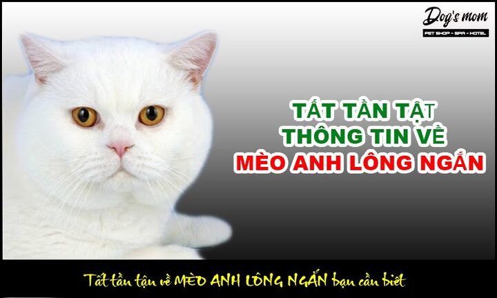 Mắt Mèo Anh Lông Ngắn: Màu Sắc Phổ Biến & Đặc Trưng