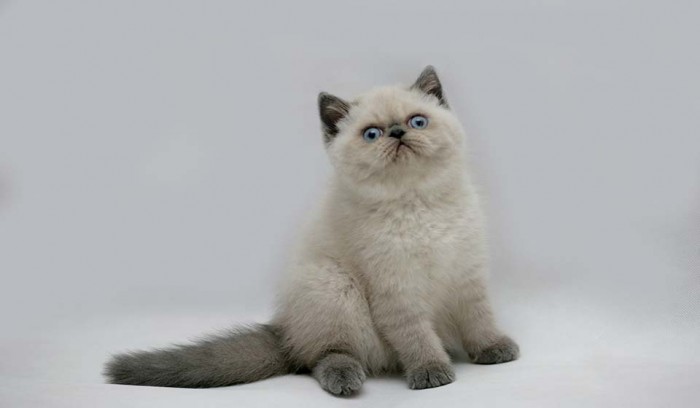Mèo Ba Tư Anh Lông Ngắn: Sự Thật Về Hai Giống Mèo Nổi Tiếng