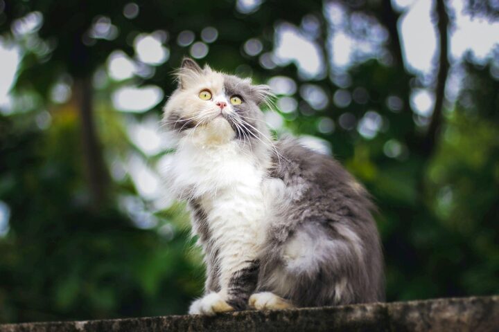 Mèo Ba Tư mặt tròn, lông dài