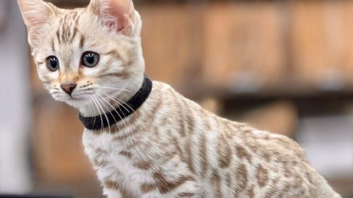 Mèo Bengal bao nhiêu tiền? Cập nhật giá chi tiết và các yếu tố ảnh hưởng