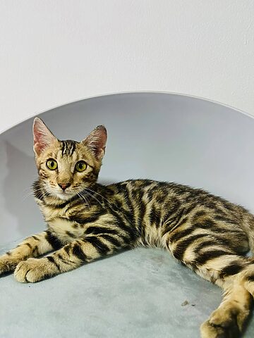 Mèo Bengal bao nhiêu tiền? Cập nhật giá chi tiết và các yếu tố ảnh hưởng