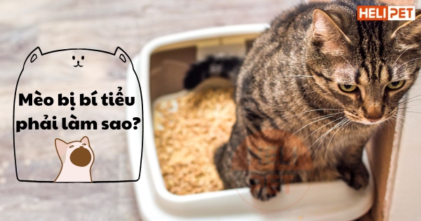 Mèo Bị Bí Tiểu: Nguyên Nhân, Triệu Chứng & Cách Chữa Trị