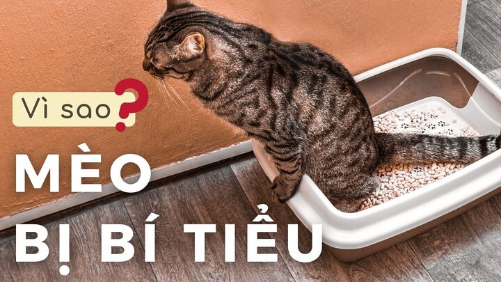 Mèo Bị Bí Tiểu: Nguyên Nhân, Triệu Chứng & Cách Chữa Trị