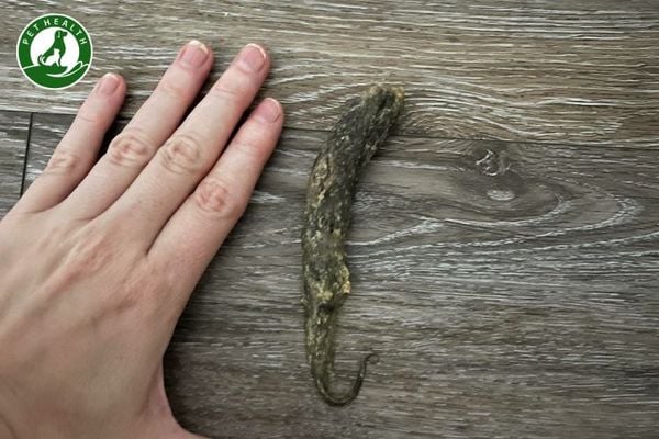 Mèo bị búi lông: Dấu hiệu, nguyên nhân và cách xử lý