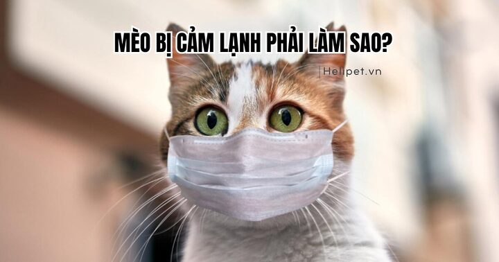 Mèo bị cảm: Dấu hiệu, nguyên nhân và cách điều trị hiệu quả