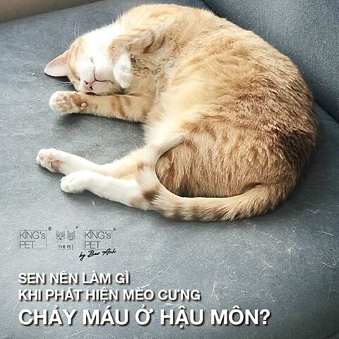 Hậu Môn Mèo Bị Đỏ: Nguyên Nhân, Dấu Hiệu Và Cách Xử Lý Đúng Cách