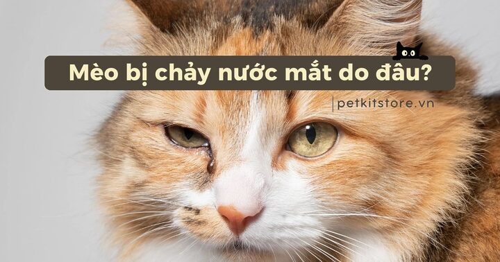 Mèo bị chảy nước mắt: Nguyên nhân và cách xử lý