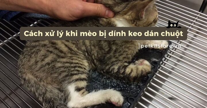 Mèo Bị Dính Keo Dán Chuột: Hướng Dẫn Chi Tiết