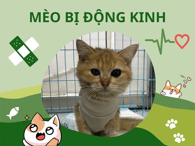 Mèo bị động kinh: Nhận biết dấu hiệu và chăm sóc