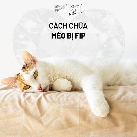 Những điều cần biết khi hỏi mua mèo bị chửa