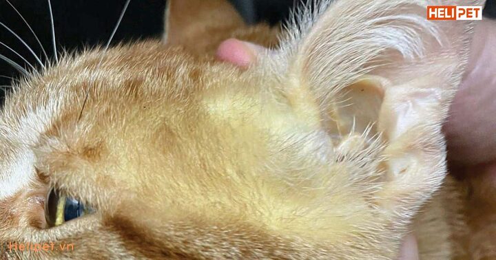 Mèo Bị Gan: Nguyên nhân, Triệu chứng, Điều trị chi tiết